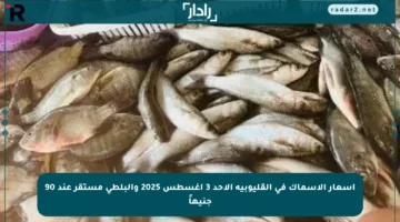 أسعار الأسماك في القليوبية الأحد 3 أغسطس 2025 والبلطي مستقر عند 90 جنيهاً